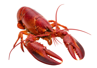 Isolated Cooked lobster ready for eating a delicious meal for seafood lovers delight