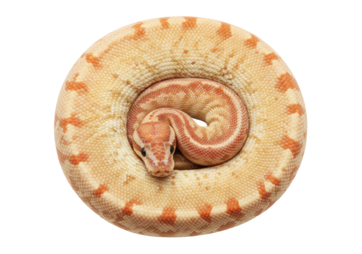 Isolated albino ball python curled up ready to strike, pet snake on smooth surface, exotic animal