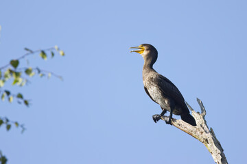 Cormorant with open beak on a branch, green leaves in the background, cormorant looking to the left, cormorant has its beak open, large dark bird, blue sky, Phalacrocoracidae