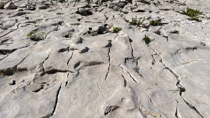 Cracked rocky surface with natural patterns and dry vegetation on coastal terrain, ideal for use as background texture or geological nature reference