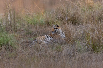 Female tiger (Panthera tigris) at jungle with natural green background of Bandhavgarh forest.