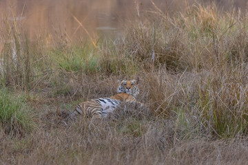 Female tiger (Panthera tigris) at jungle with natural green background of Bandhavgarh forest.