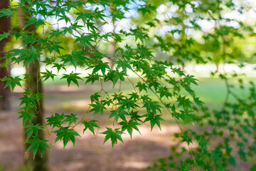 初夏の日差しに輝く青もみじの葉