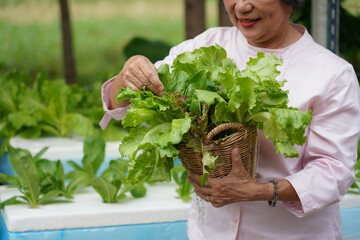 Happy senior Asian woman harvesting fresh organic homegrown vegetables in a backyard garden. Healthy and sustainable lifestyle concept.