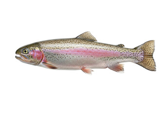 Isolated Rainbow Trout Freshwater Fish, Salmonidae Family, Colorful Speckled Pattern Scales