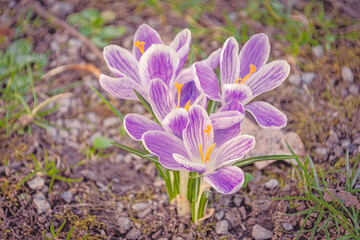 Blooming purple Crocuses at early Sprintime