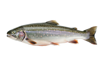 Isolated Bull Trout specimen a game fish in the Salmonidae family that occurs in North America