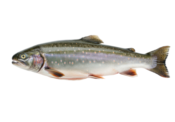 Isolated Bull Trout specimen a game fish in the Salmonidae family that occurs in North America