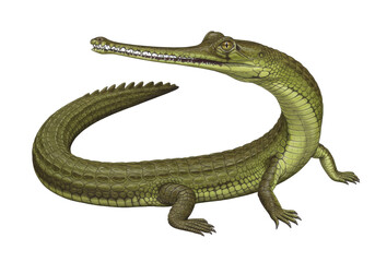 Isolated Crocodile with Long Snout Seen from the Side with Head Turned around to Look