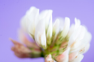Obraz premium macro photography of the flower Trifolium pratense clover