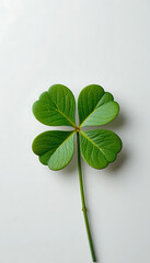 Close up of a vibrant green four leaf clover on a white background