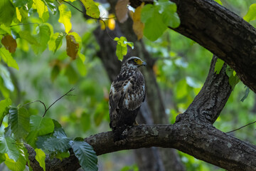 Crested Serpent Eagle (Spilornis cheela) perching on tree branch.
