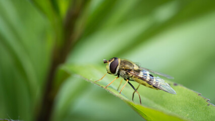 Hoverfly on a green leaf captured in detail