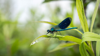 Dragonfly perched on a leaf with vivid wings