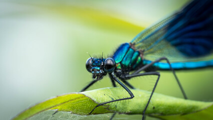 Dragonfly perched on a leaf with vivid wings