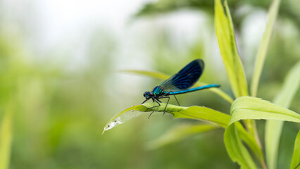 Dragonfly perched on a leaf with vivid wings