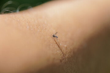 Macro close-up of mosquito biting human skin, disease-carrying insect, dengue and malaria concept