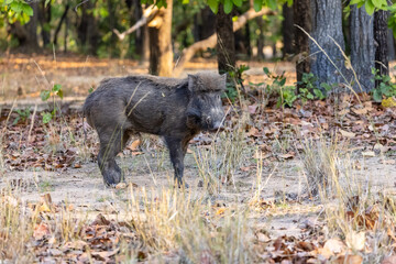 Wild Boar (Sus scrofa) at bandhavgarh forest.