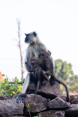 Indian Gray langur (Semnopithecus) or Hanuman langur female breast feeding baby langur or infant in the forest.