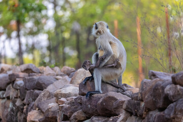 Indian Gray langur (Semnopithecus) or Hanuman langur female breast feeding baby langur or infant in the forest.