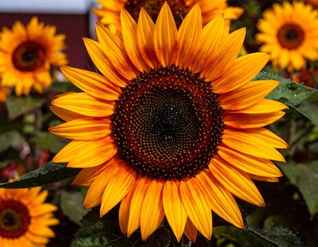 Close-up of a vibrant sunflower