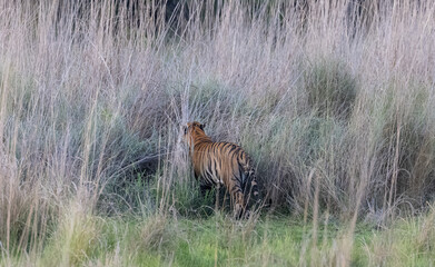 Male tiger (Panthera tigris) walking on jungle with natural green background of Bandhavgarh forest.