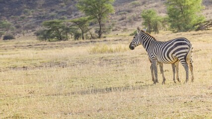 Naklejka premium zebra in the savannah
