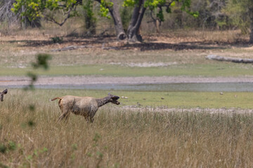 Fototapeta premium Sambar deer (Rusa unicolor) in the forest of bandhavgarh.