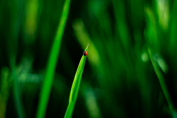 : Close up macro photography of a small red insect perched on the tip of a green leaf. The detailed natural texture and soft blurred background highlight the beauty of wildlife in its natural 