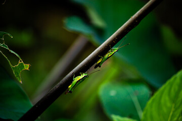 Macro photography of two green grasshoppers perched on a branch, surrounded by green leaves. This image captures insect life in its natural environment