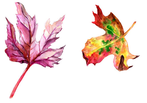 Hand painted colorful watercolor maple leaves illustration, isolated PNG  fall leaves 600dpi, high resolution  Thanksgiving, fall, autumn, seasonal, clipart, clip art, graphic resources 