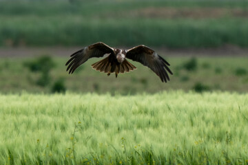 Busard des roseaux,Circus aeruginosus, Western Marsh Harrier