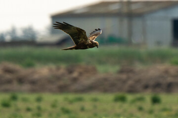 Busard des roseaux,Circus aeruginosus, Western Marsh Harrier