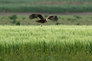 Busard des roseaux,Circus aeruginosus, Western Marsh Harrier