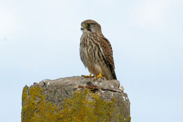 Faucon crécerelle,Falco tinnunculus, Common Kestrel