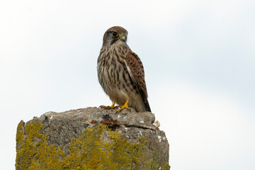 Faucon crécerelle,Falco tinnunculus, Common Kestrel