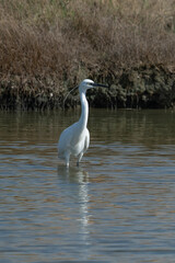 Aigrette garzette, 
Egretta garzetta, Little Egret,