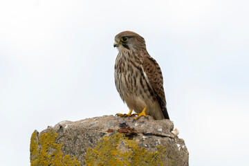 Faucon crécerelle,Falco tinnunculus, Common Kestrel