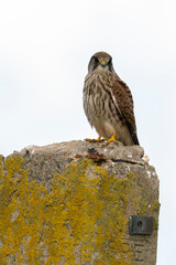 Faucon crécerelle,Falco tinnunculus, Common Kestrel