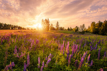 Purple lupine flower field at sunset. Concept vibrant summer landscape nature backdrop. Sunny...