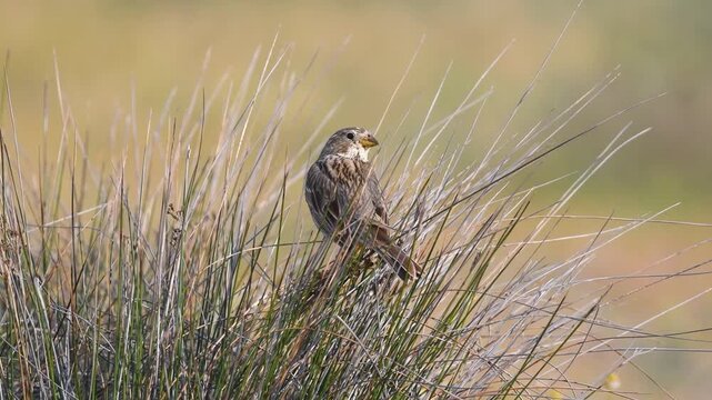 A Corn Bunting (Emberiza calandra) observing its surroundings from among tall grasses against a light brown-green background in spring.