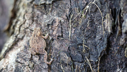 American Toad on Tree Bark &ndash; Detailed Close-Up Wildlife Photography