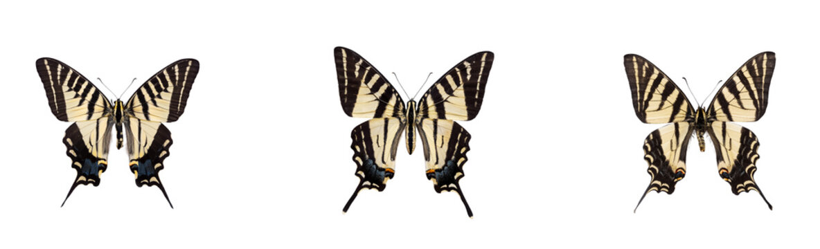  Zebra Swallowtail Butterfly Eurytides marcellus on transparent background top view