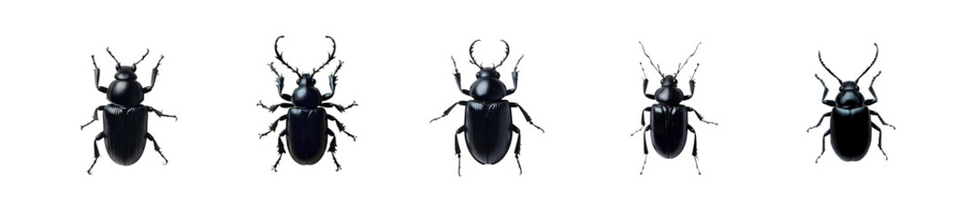 A sleek black beetle on transparent background top view.