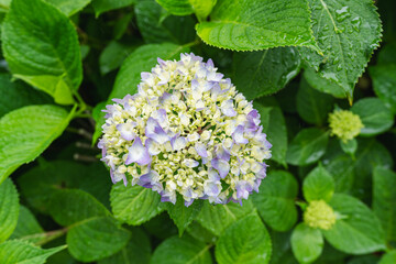雨に降られるアジサイ 2025年5月17日撮影