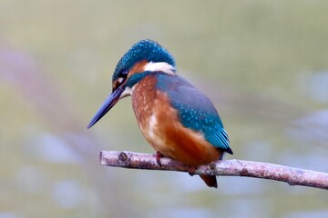 Kingfisher sitting on a branch overlooking a pond