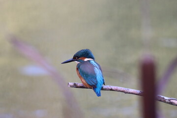 Kingfisher sitting on a branch overlooking a pond