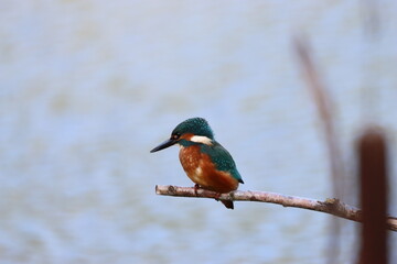 Kingfisher sitting on a branch overlooking a pond