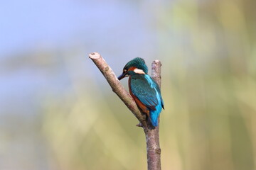 Kingfisher sitting on a branch overlooking a pond