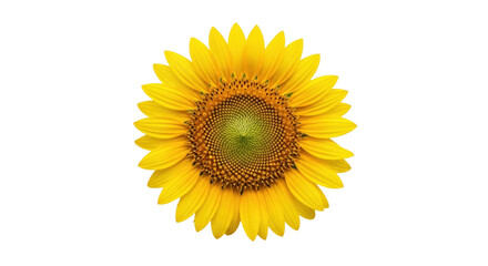 Isolated cheerful single sunflower, brilliant petals and contrasting center, vibrant color